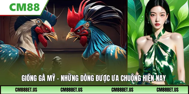 Giống Gà Mỹ – Phân Tích Chuyên Sâu Những Dòng Được Ưa Chuộng